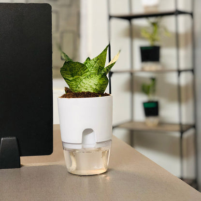 Sansevieria Green Snake Plant With Self Watering Pot
