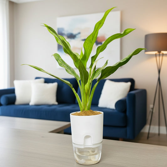 Aglaonema Tigress With Self Watering Pot