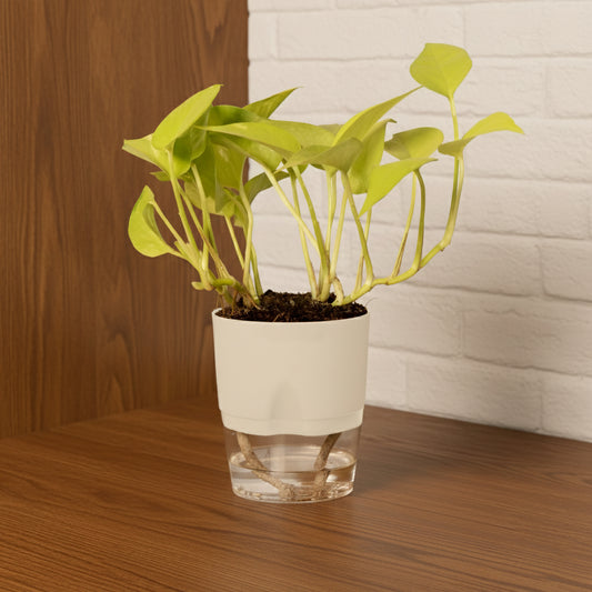 Golden Money Plant With Self Watering Pot