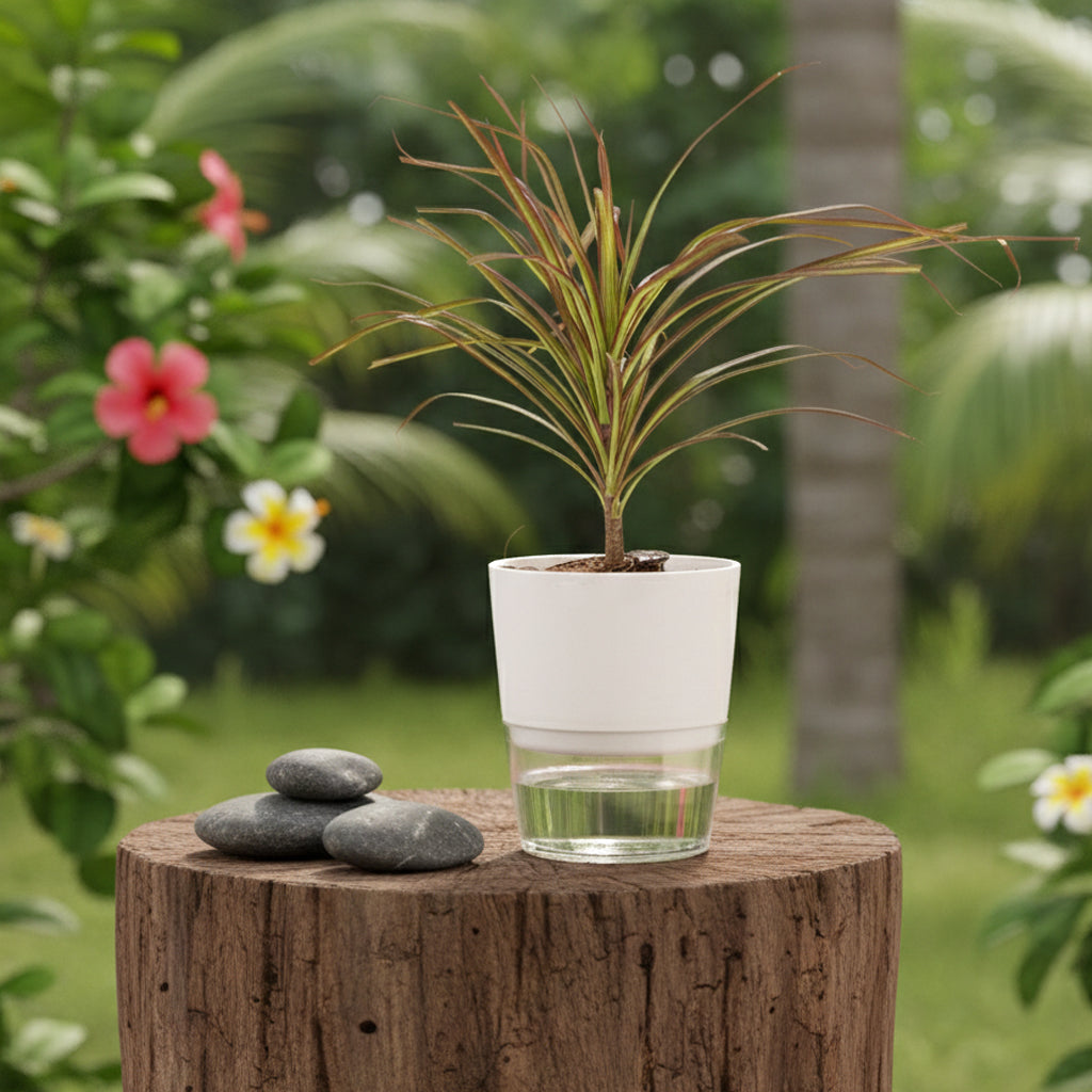 Dracaena Colorama Live Indoor Plant With Self Watering Pot