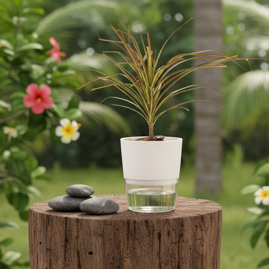 Dracaena Colorama Live Indoor Plant With Self Watering Pot