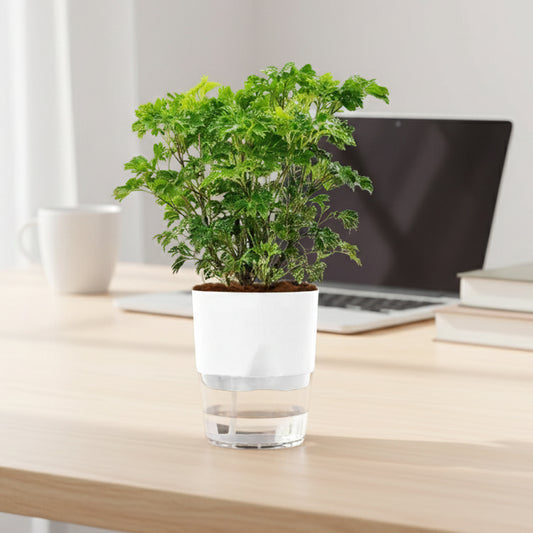 Aralia Green Plant With Self Watering Pot