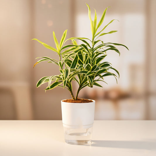 Dracaena reflexa (Song of India) Plant With Self Watering Pots
