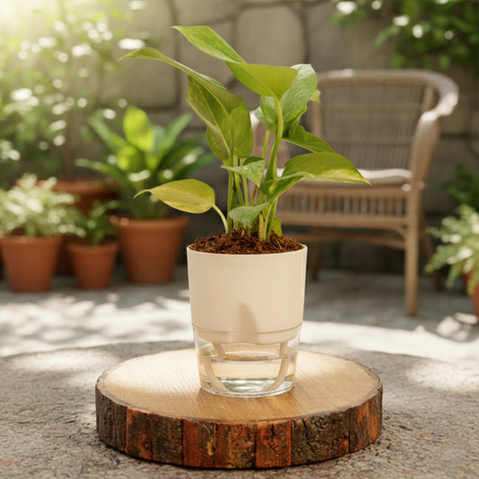 Money Plant With Self Watering Pot