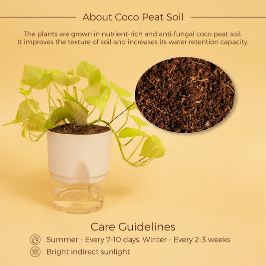 Golden Money Plant With Self Watering Pot