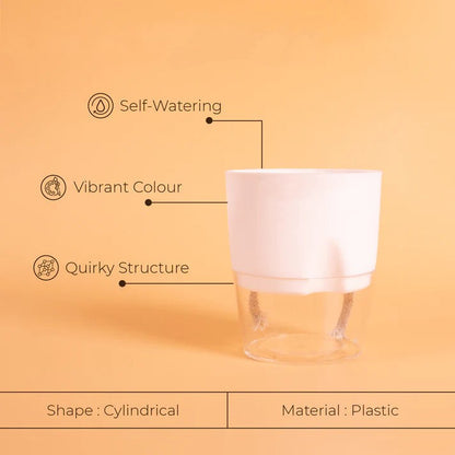 Dracaena Colorama Live Indoor Plant With Self Watering Pot