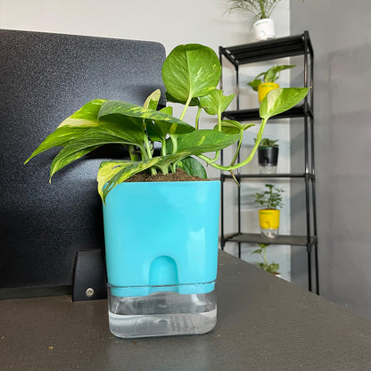 Money Plant With Self Watering Pot [Square]