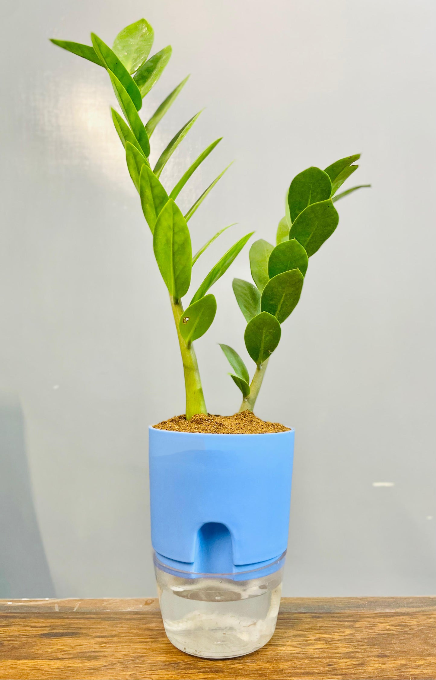 Zamioculcas Zamiifolia-Zamia (ZZ) Plant With Self Watering Pot