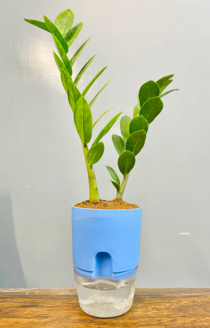 Zamioculcas Zamiifolia-Zamia (ZZ) Plant With Self Watering Pot