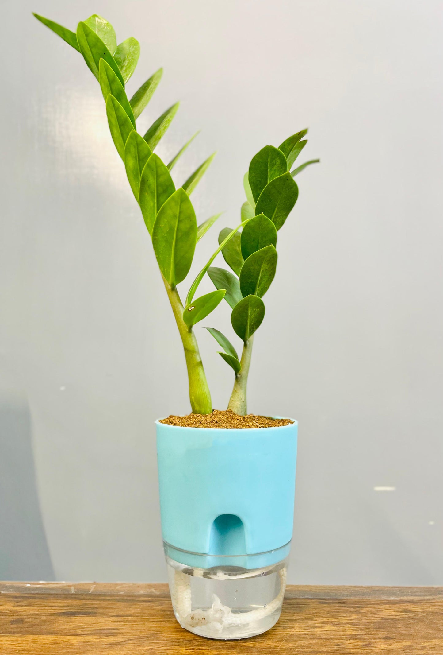 Zamioculcas Zamiifolia-Zamia (ZZ) Plant With Self Watering Pot
