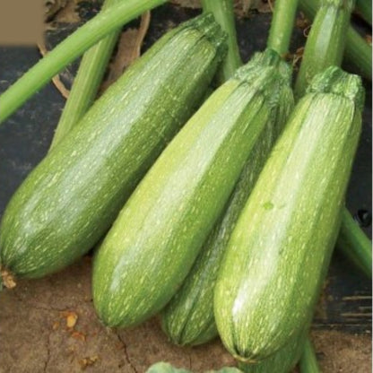 op Quality Fresh Hybrid Squash Seeds - Easy to Grow, High Nutrition Umbiz