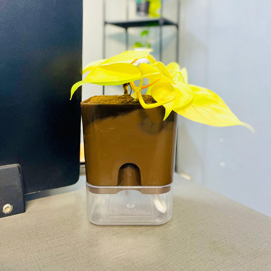 Golden Money Plant with Self Watering Pot [Square]