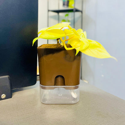 Golden Money Plant with Self Watering Pot [Square]