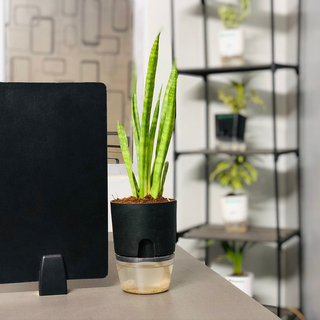 Sansevieria Dragon Claw With Self Watering Pot
