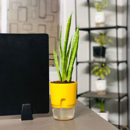 Sansevieria Dragon Claw With Self Watering Pot