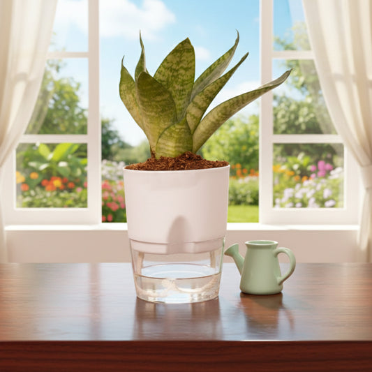 Sansevieria Green Snake Plant With Self Watering Pot