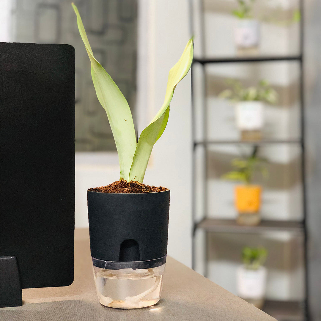 Sansevieria Moonshine (Snake Moonshine) Plant With Self Watering Pot