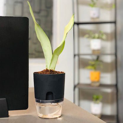 Sansevieria Moonshine (Snake Moonshine) Plant With Self Watering Pot