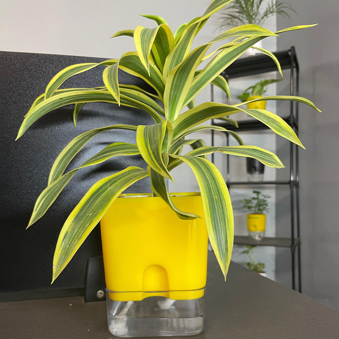 Dracaena reflexa (Song of India) Plant With Self Watering Pots [Square]