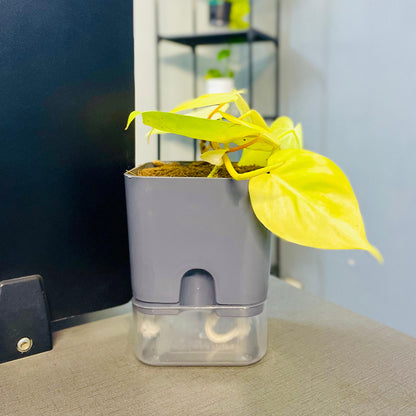 Golden Money Plant with Self Watering Pot [Square]