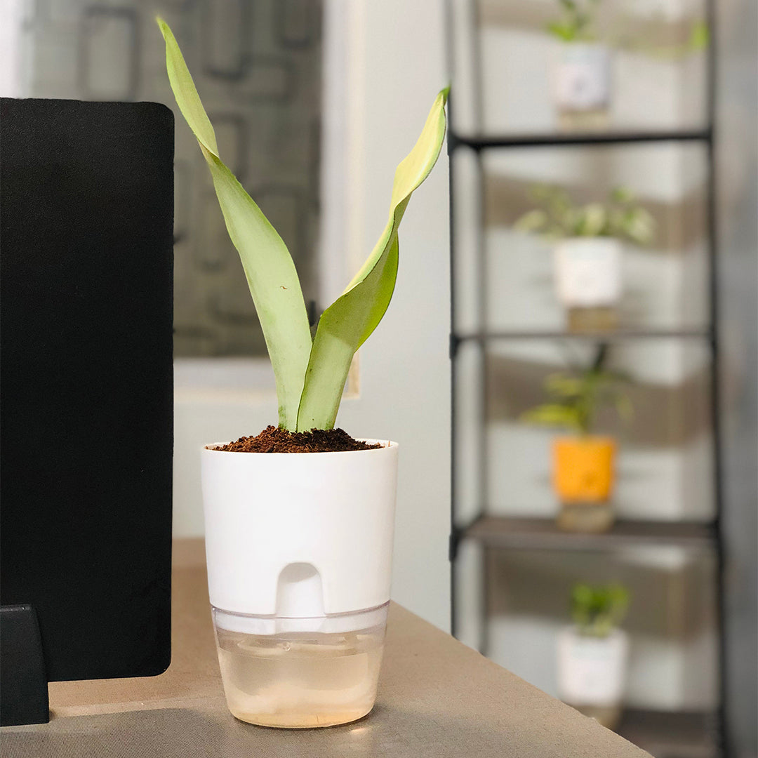 Sansevieria Moonshine (Snake Moonshine) Plant With Self Watering Pot