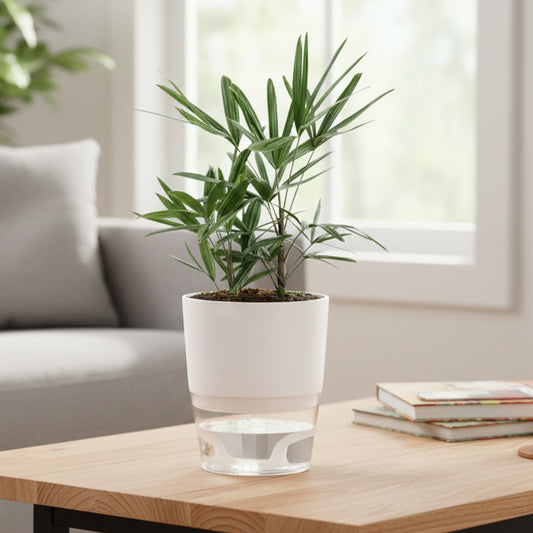 Lady Palm With Self Watering Pot