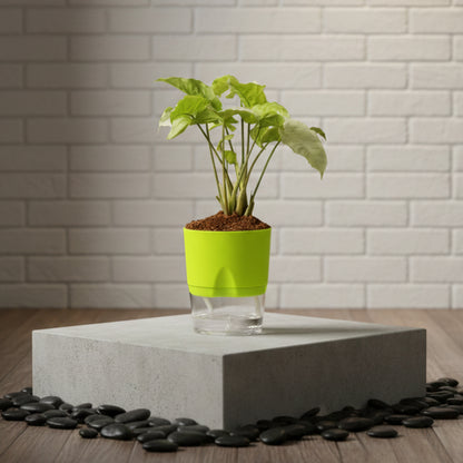 Syngonium Pixie White Butterfly With Self Watering Pot