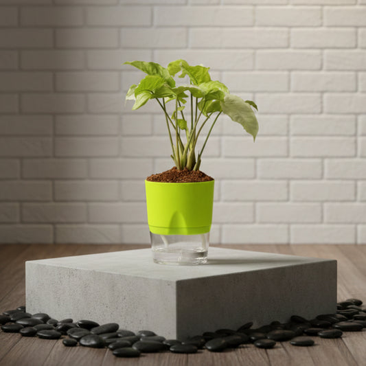 Syngonium Pixie White Butterfly With Self Watering Pot