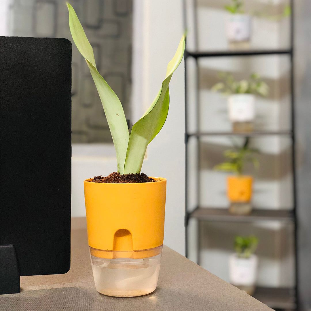 Sansevieria Moonshine (Snake Moonshine) Plant With Self Watering Pot