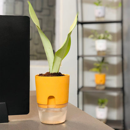 Sansevieria Moonshine (Snake Moonshine) Plant With Self Watering Pot