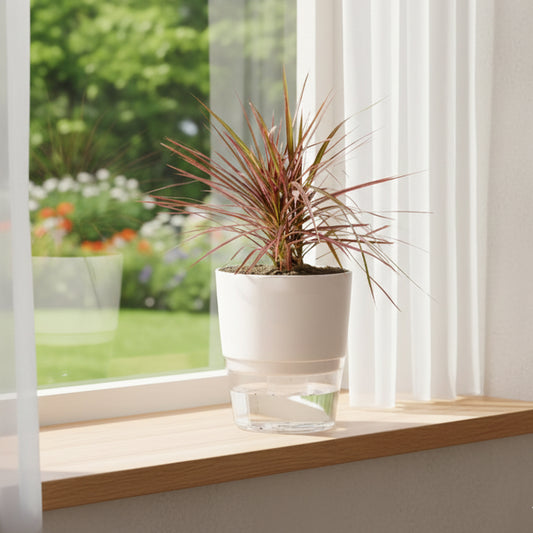 Marginata Plant With Self Watering Pot