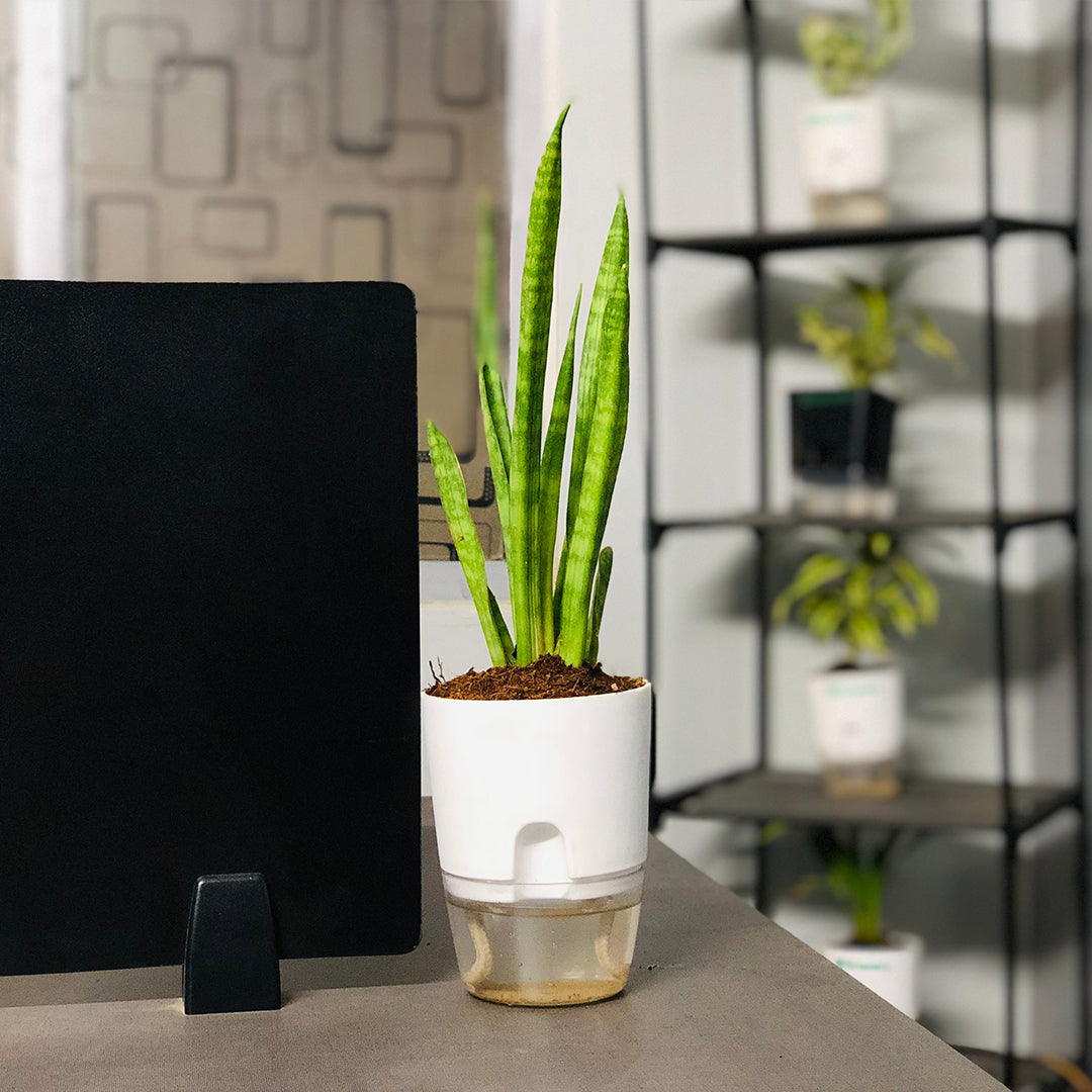 Sansevieria Dragon Claw With Self Watering Pot