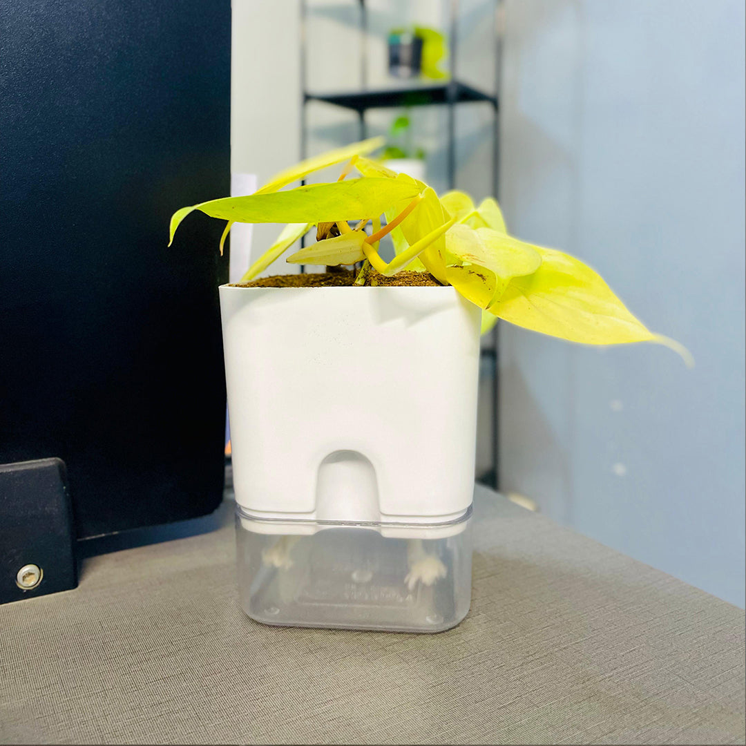 Golden Money Plant with Self Watering Pot [Square]