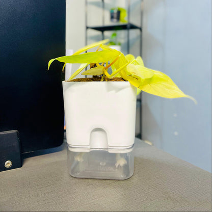 Golden Money Plant with Self Watering Pot [Square]