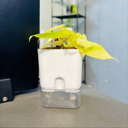 Golden Money Plant with Self Watering Pot [Square]