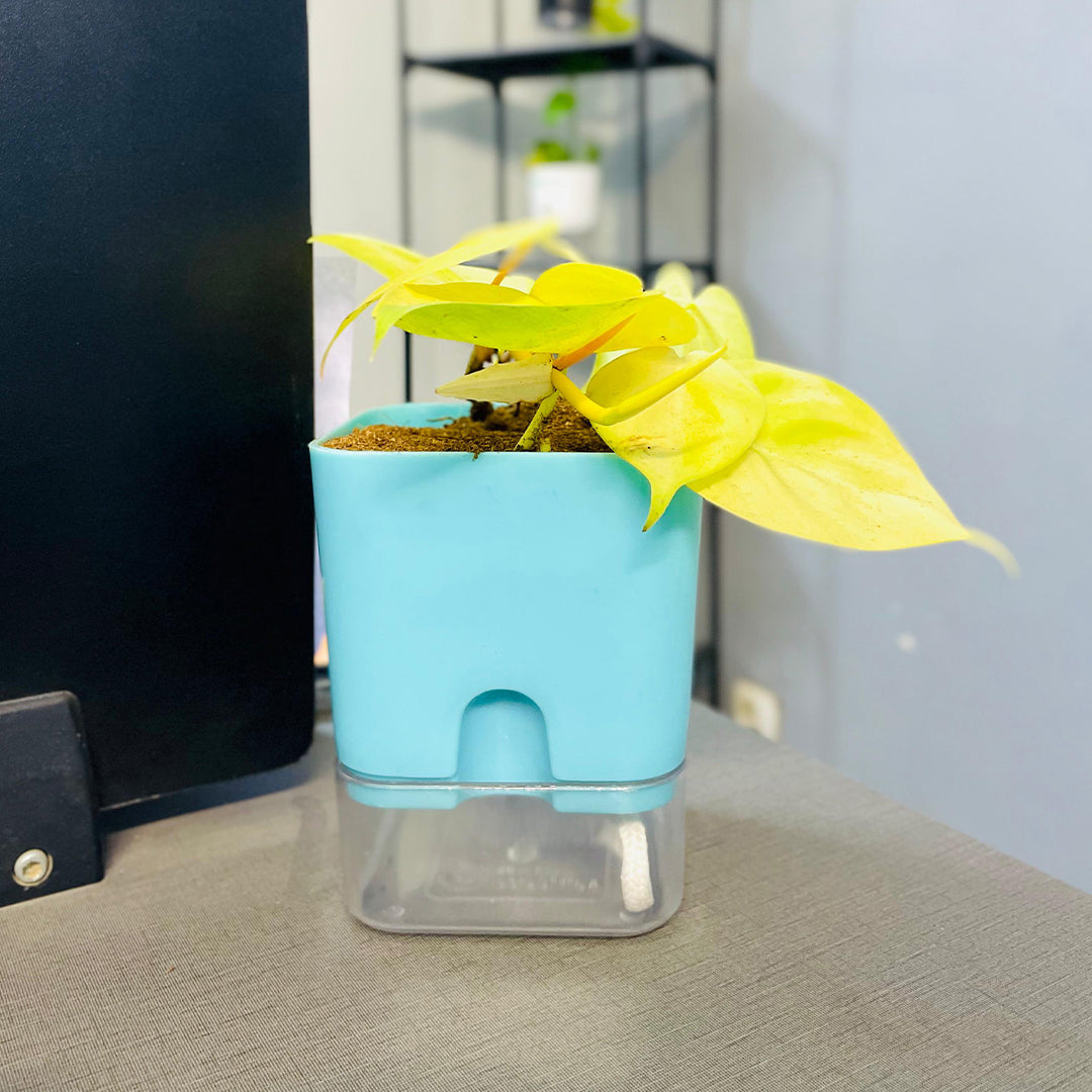 Golden Money Plant with Self Watering Pot [Square]