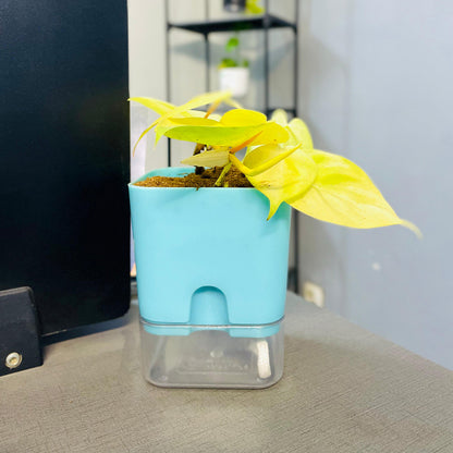 Golden Money Plant with Self Watering Pot [Square]