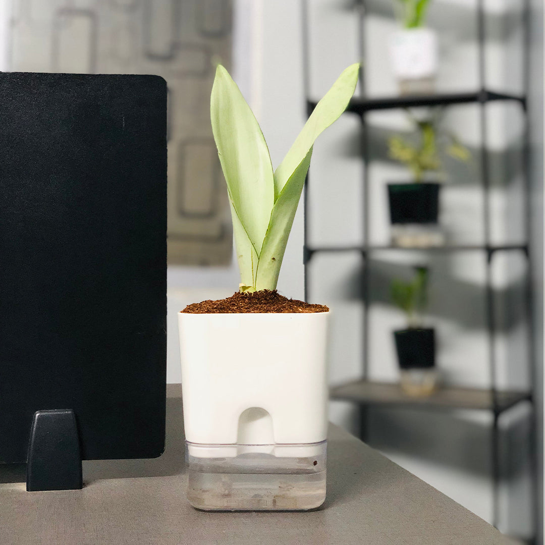 Sansevieria Moonshine (Snake Moonshine) Plant With Self Watering Pot [Square]