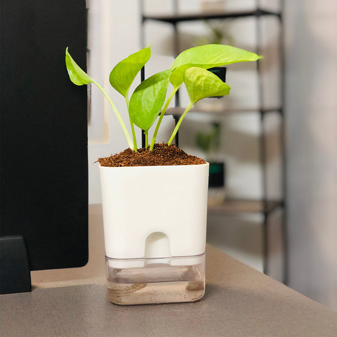 Money Plant With Self Watering Pot [Square]