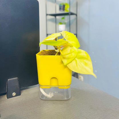 Golden Money Plant with Self Watering Pot [Square]