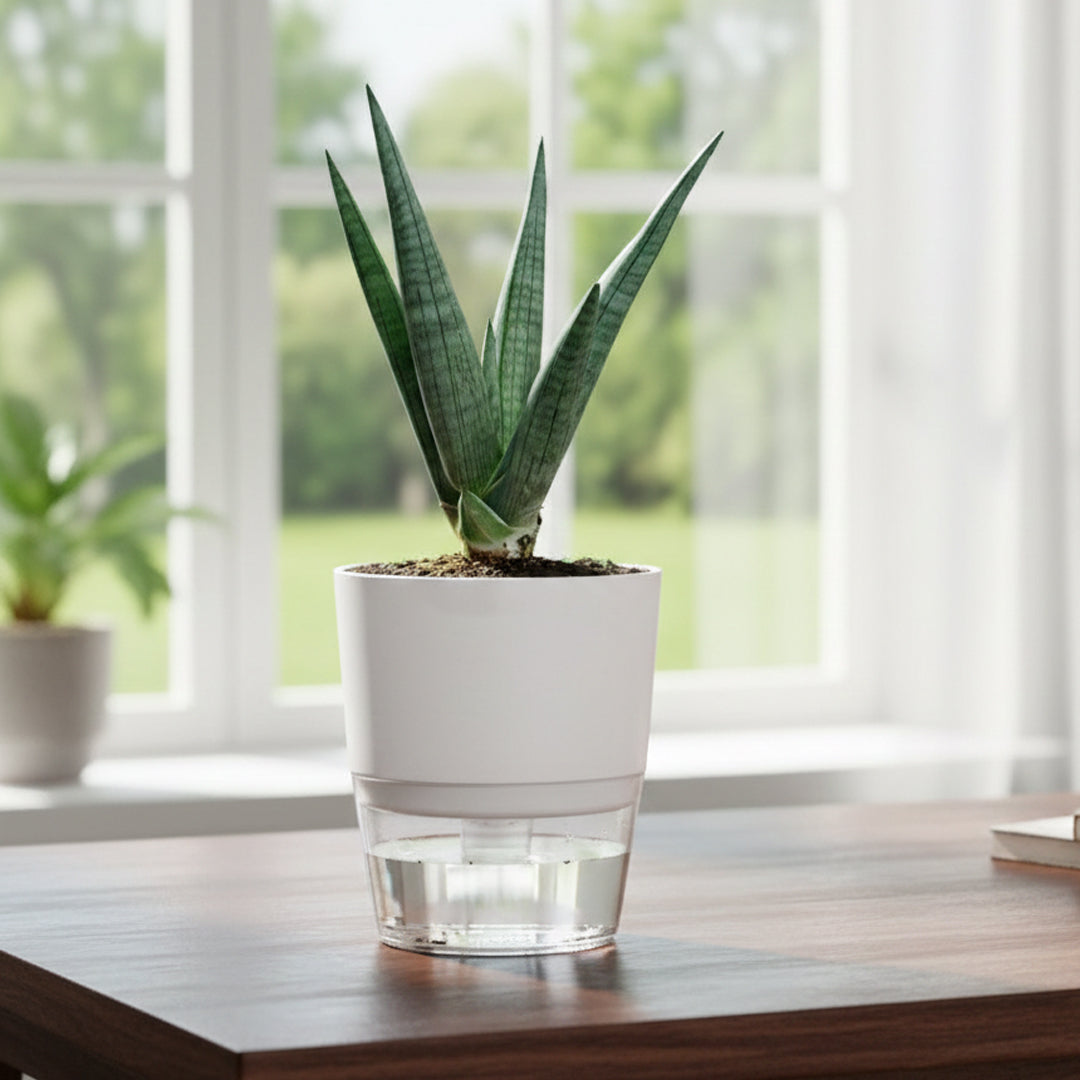 Sansevieria Dragon Claw With Self Watering Pot