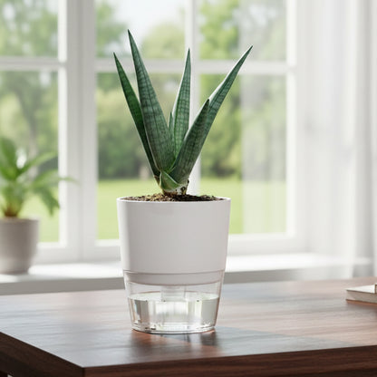 Sansevieria Dragon Claw With Self Watering Pot