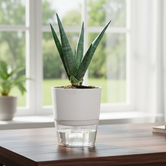 Sansevieria Dragon Claw With Self Watering Pot