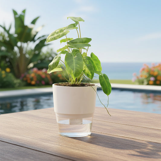 Philodendron Burle Marx with Self Watering Pot