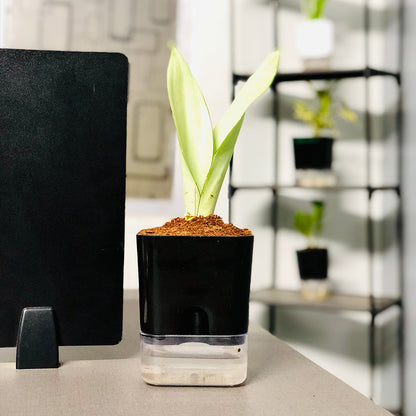 Sansevieria Moonshine (Snake Moonshine) Plant With Self Watering Pot [Square]