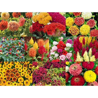 Random Summer Flowers Seeds (Pack Of 10) - High Quality Colorful Flower Seeds Umbiz