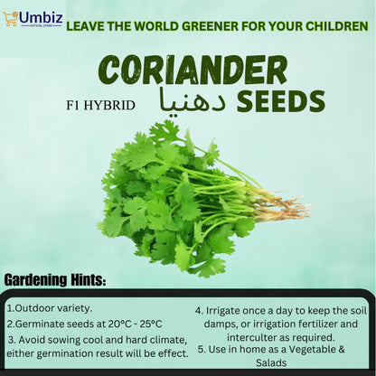 Top Quality Fresh Hybrid Coriander Seeds - Easy to Grow, High Nutrition Umbiz