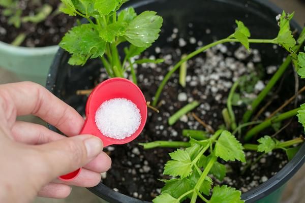 Epsom Salt For Plants 500 Grams Pack - Natural Mineral Fertilizer - Epsom Salt Bath (PAKISTAN MADE) Umbiz