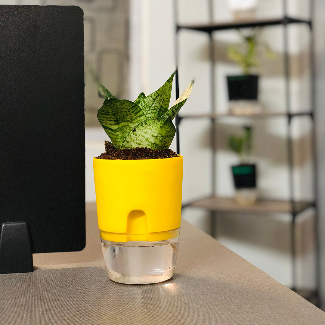 Sansevieria Green Snake Plant With Self Watering Pot