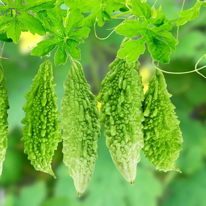 Top Quality Fresh Hybrid Bitter Gourd (Karela) Seeds - Easy to Grow, High Nutrition Umbiz